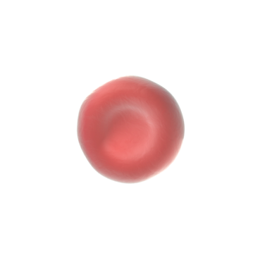 red blood cell image one